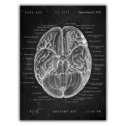 لوحة فنية طبية لتشريح الدماغ XII