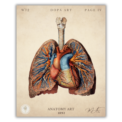 لوحة فنية لتشريح القلب و الرئة IV