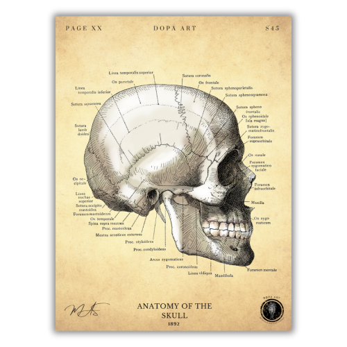 لوحة فنية طبية لتشريح الجمجمة X