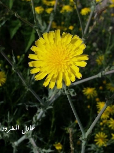 عضيد مقدار ملعقة وسط بذور وشوائب يوجد صورة Launaea...