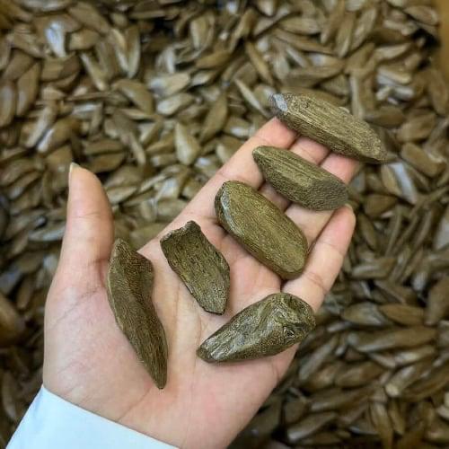 عود موروكي اصقون الكنج