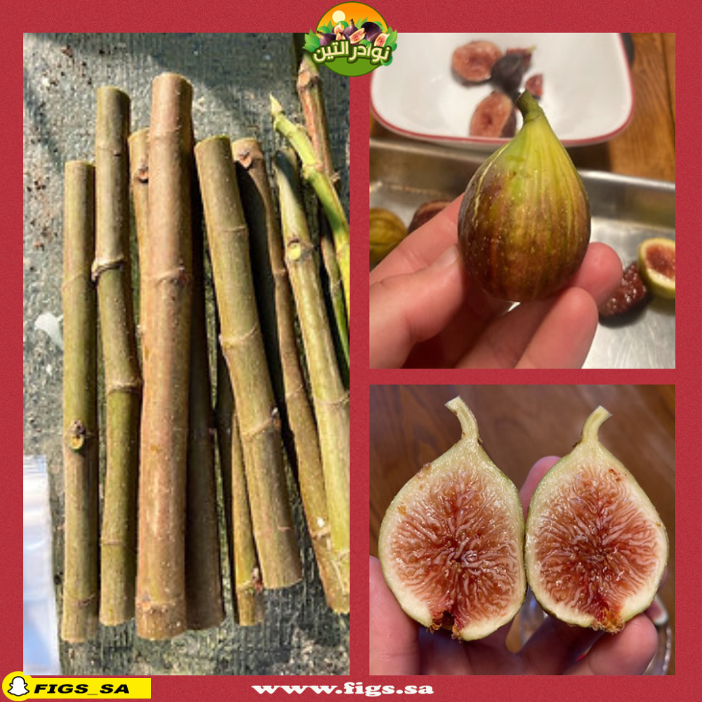 ✨イチジク 苗木 Paratjal Rimada✨ Cuttings Paratjal Rimada Fig - fig