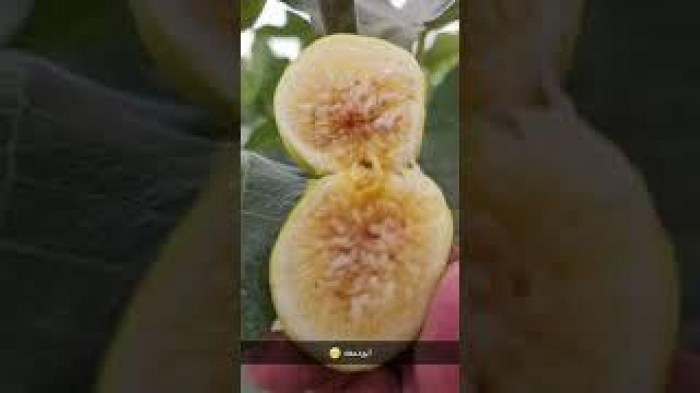 100 عقله تين جولدن رينبو