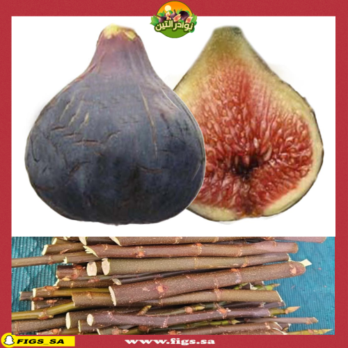Cuttings Paratjal Rimada Fig | Rare fig shop