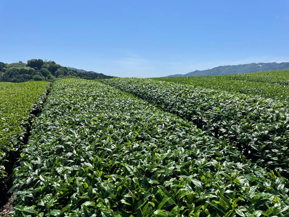 رحلة الماتشا تبدأ من هنا , الجودة من الجذور