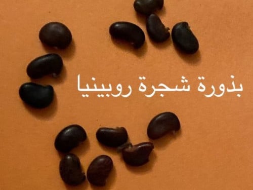 بذورشجرة الروبينيا 10بذرات