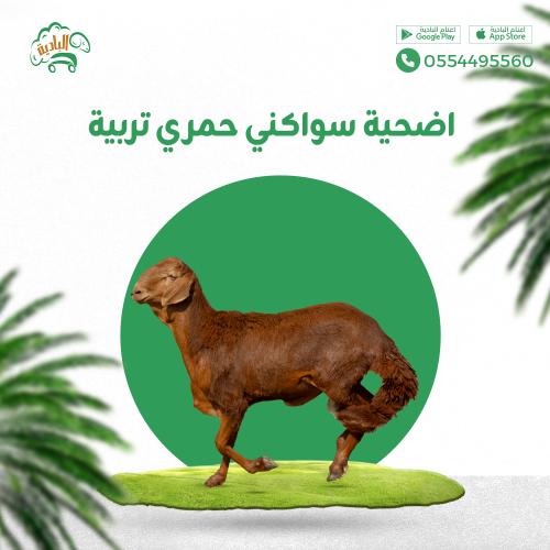 سواكني حمري تربية اضحية ( اليوم الأول )