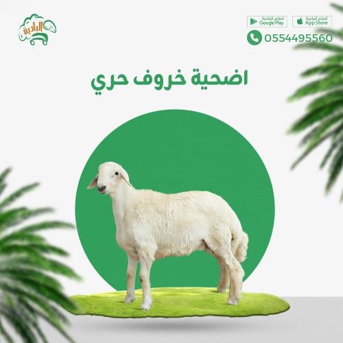 حري جذع كبير اضحية ( اليوم الثالث )