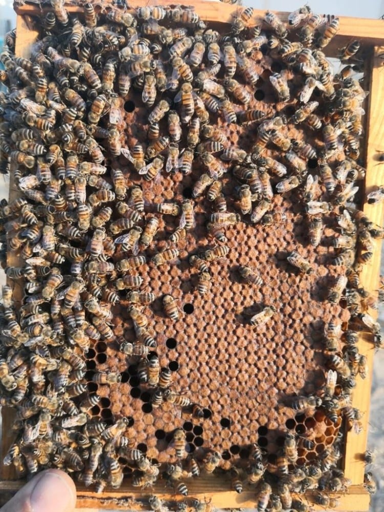 تربية الملكات