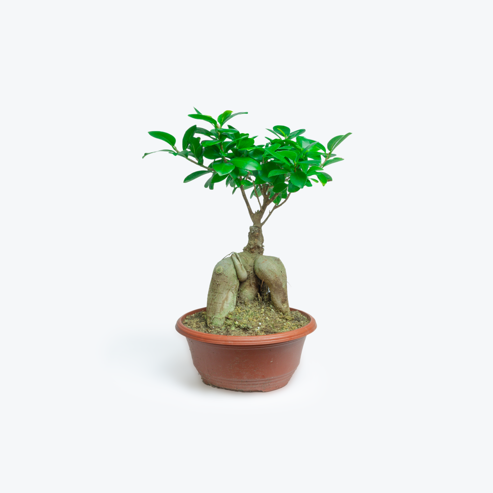 bonsai ginseng