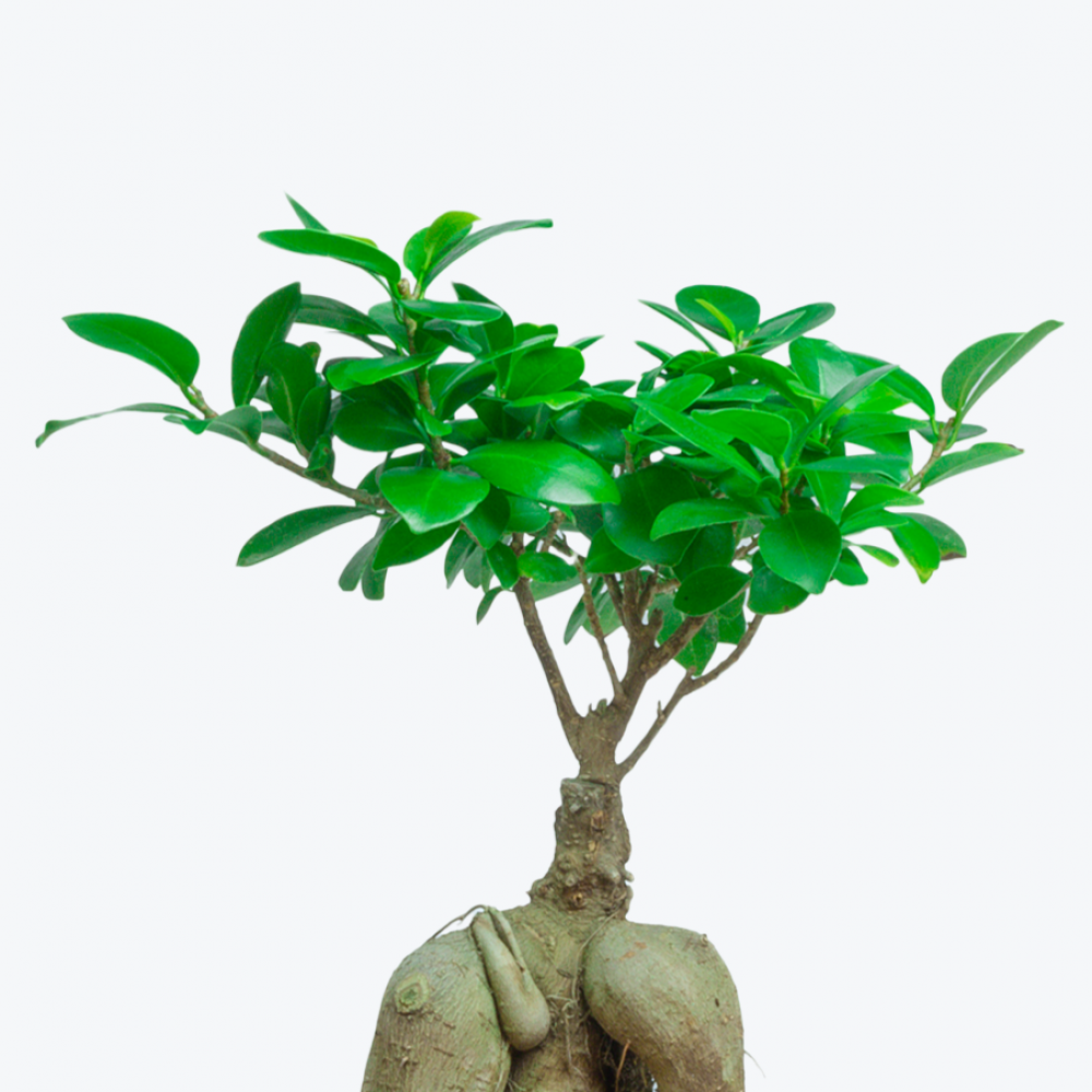 Bonsai Ficus Ginseng - Vivaio Pironti