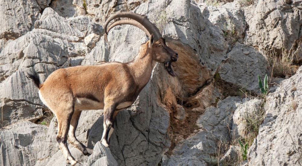 الماعز الجبلي