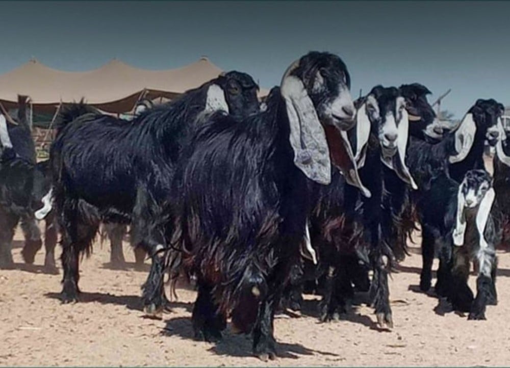 التيس العارضي