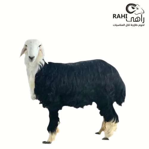 نجدي عقيقه(تميمه)