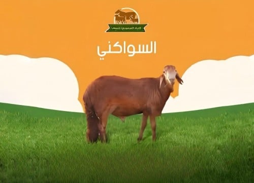 كل ما تود معرفته عن الخروف السواكني ومميزاته واسعاره