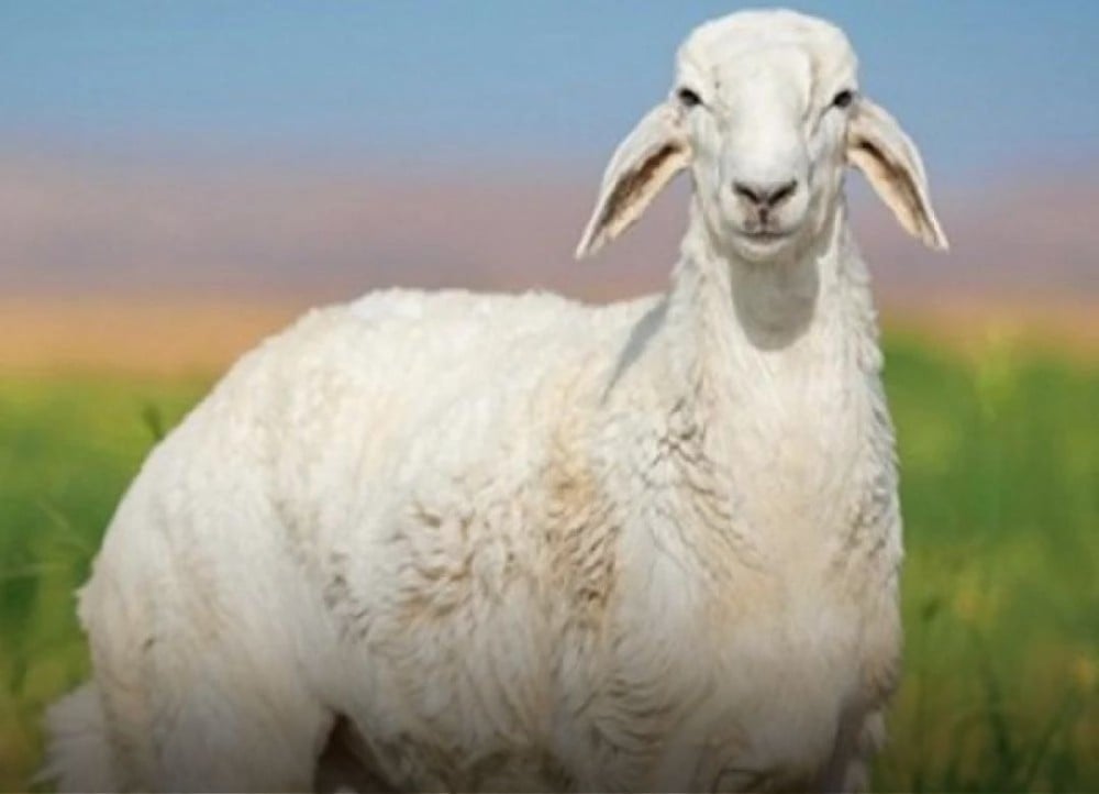 الخروف الحري