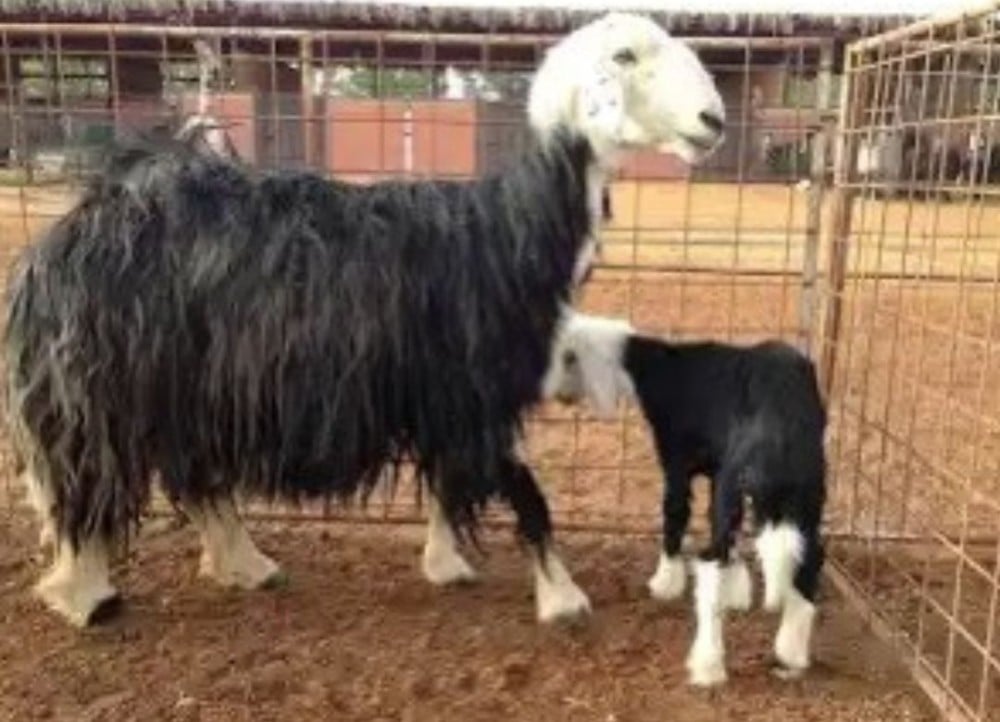 الخروف النجدي