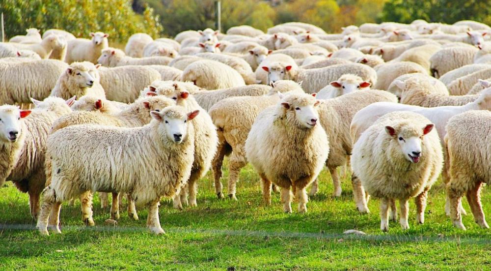 شروط العقيقة