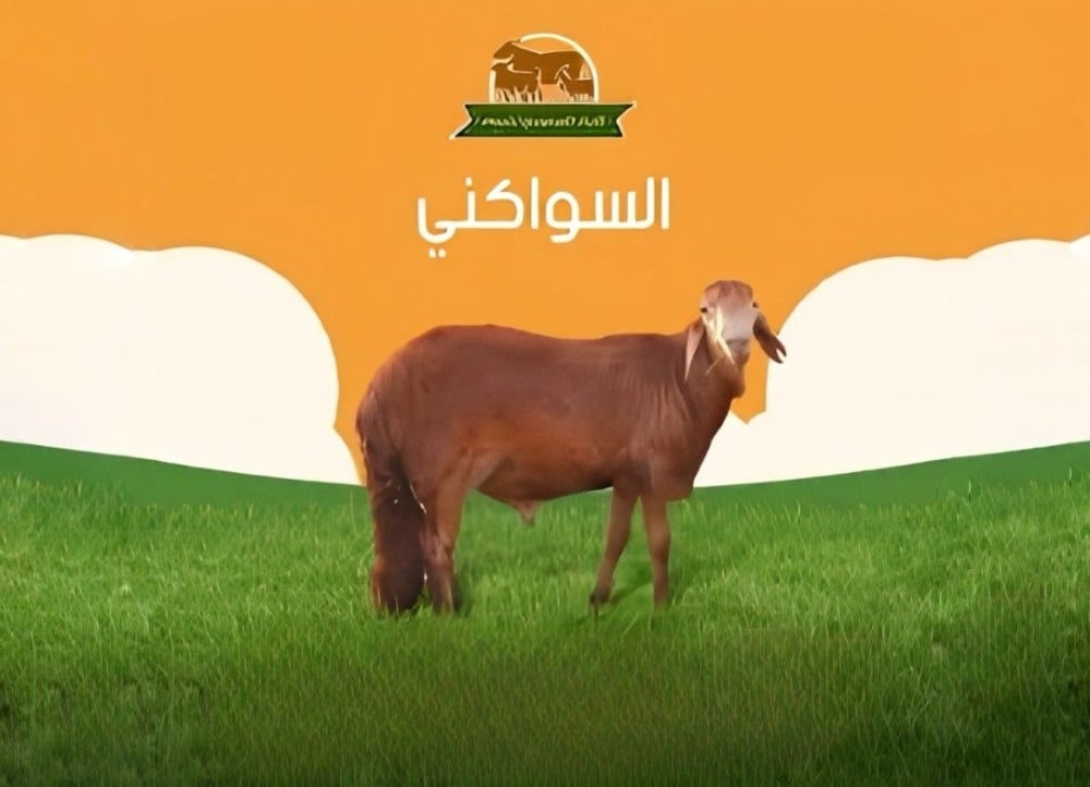الخروف السواكني
