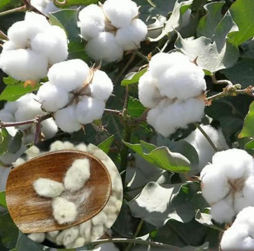 قطن