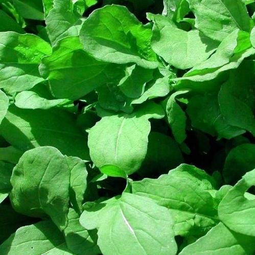 بذور جرجير تركية عالية الجودة