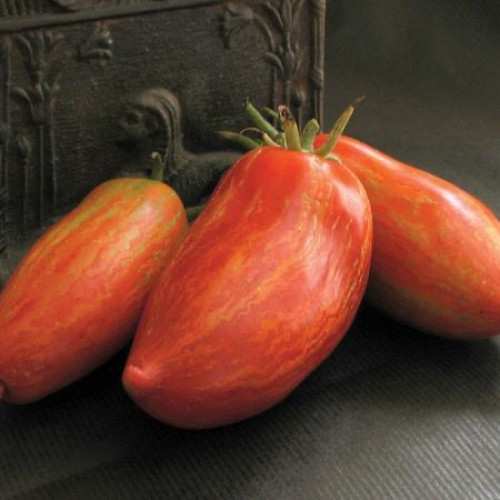 طماطم روما مخطط - Striped Roma Tomato
