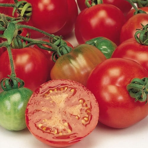 طماطم كرزي الجزار الدموي - Bloody Butcher Tomato