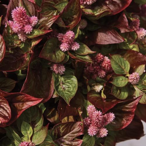 عرف الديك سول جيكو - Sol Gekko Green Celosia
