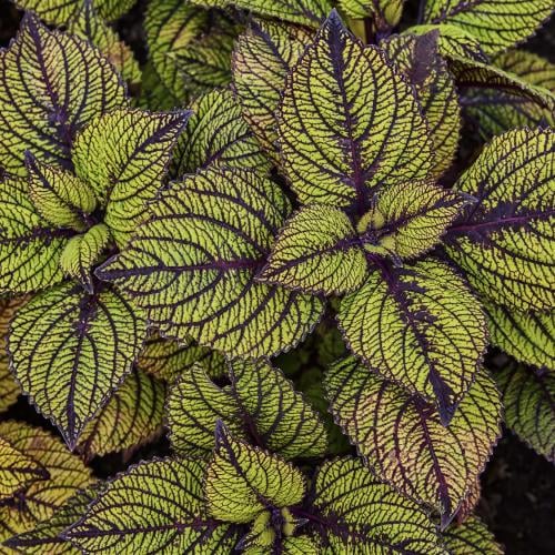 سجاد نسج الزجاج - Spun Glass Coleus