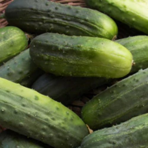 خيار تخليل صغير - Pickling Cucumber Endeavor