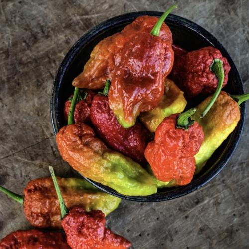 فلفل حار عقرب الكراميل - Leviathan Gnarly Scorpion Caramel Hot Pepper