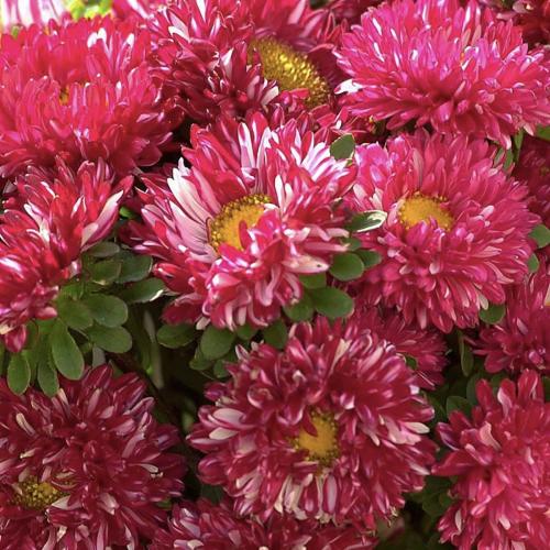 أستر ماتسوموتو أحمر مخطط - Matsumoto Red Striped Aster