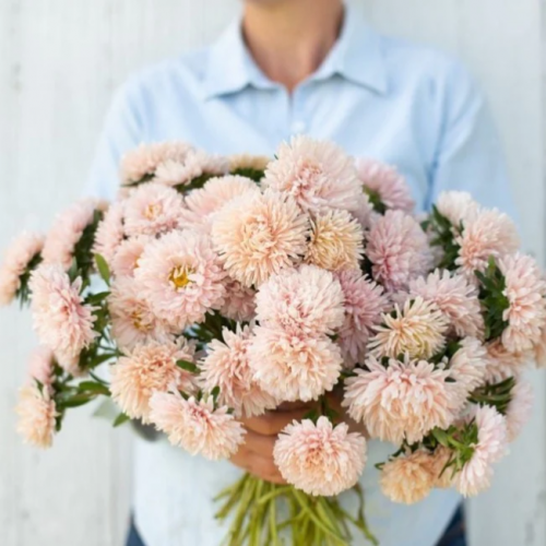 أستر مشمشي - Apricote Aster