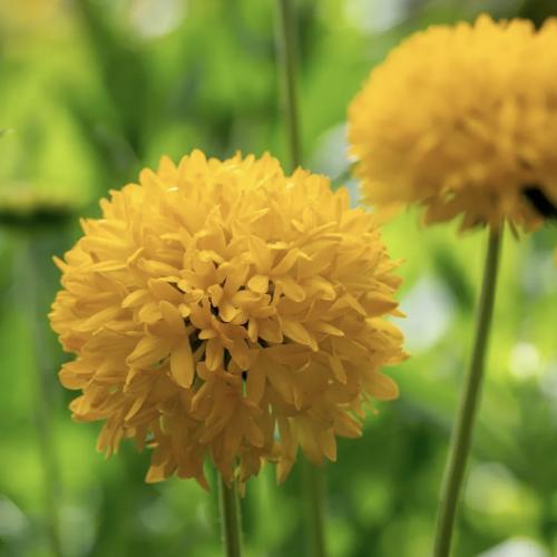 عنبر كشمير الجمال الذهبي - Golden Beauty Gaillardia
