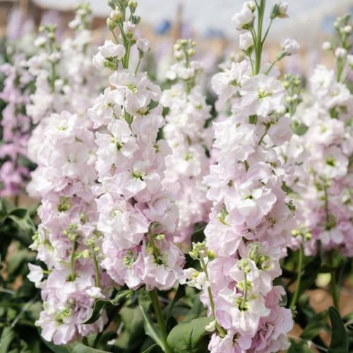 منثور ساكورا نو أوتا - Sakura No Uta Stock