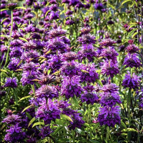 بلسم النحل بيرغامو - Bergamo Monarda