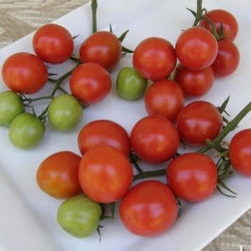 طماطم كرزي مخيم البهجة - Tomatoes Camp Joy Cherry