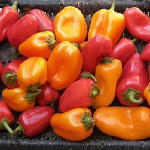 مكس فلفل أجراس صغيرة - Baby Belle Peppers