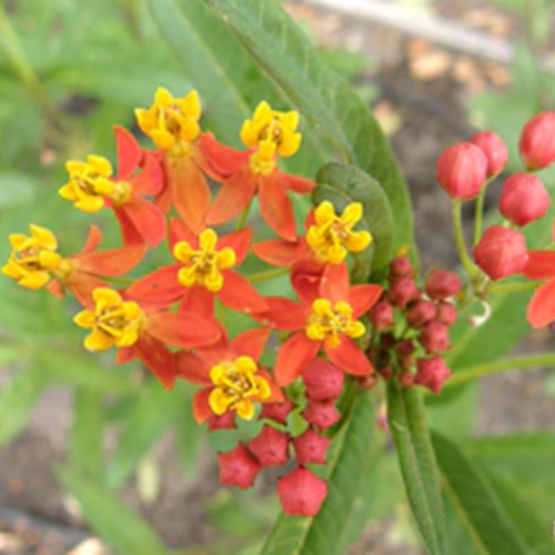 صقلاب الأجنحة اللامعة - Bright Wings Asclepias