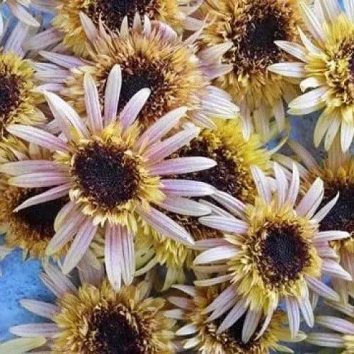 دوار الشمس وردي كريمي - Astra Rose Cream Sunflower