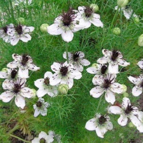 نيجلا وشاح الزفاف - Bridal Veil Nigella