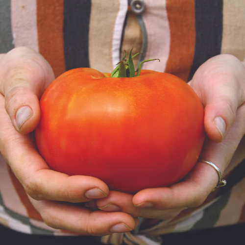 طماطم إيفان - Ivan Tomato