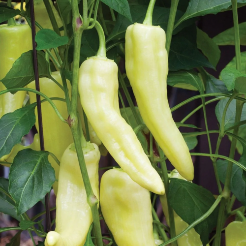 فلفل الموز الحلو - Sweet Banana Pepper