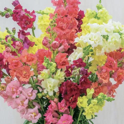 مكس فم السمكة - Madame Butterfly Mix Snapdragon