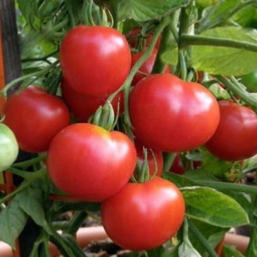 طماطم مبكر ستيوبس - Tomato Heirloom Stupice
