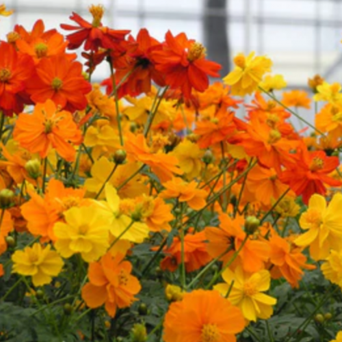 كوزموس الدعسوقة الصغيرة - Little Ladybirds Cosmos