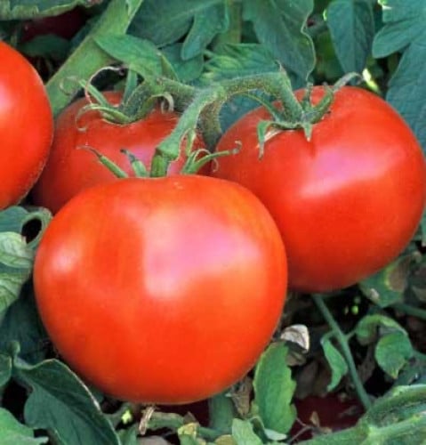 طماطم ويسكونسن 55 - Wisconsin 55 Tomato