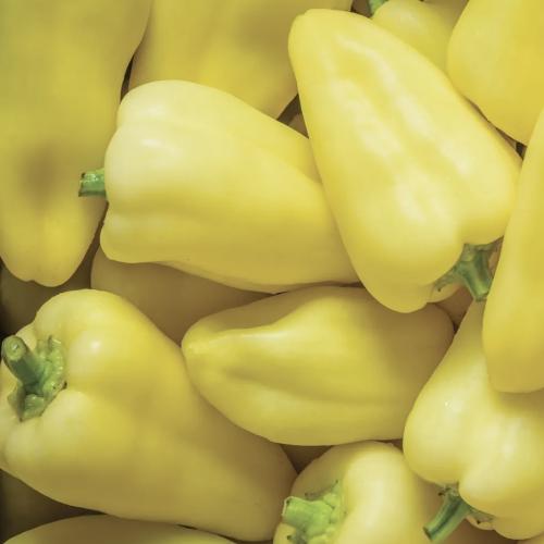 فلفل حلو سلوفانا - Slovana Sweet Pepper