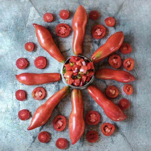 طماطم الناب الوردي - Pink Fang Tomato