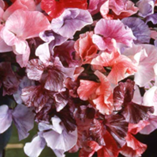 بازلاء حلوة الدوامات - Sweet Peas Saltwater Taffy Swirls